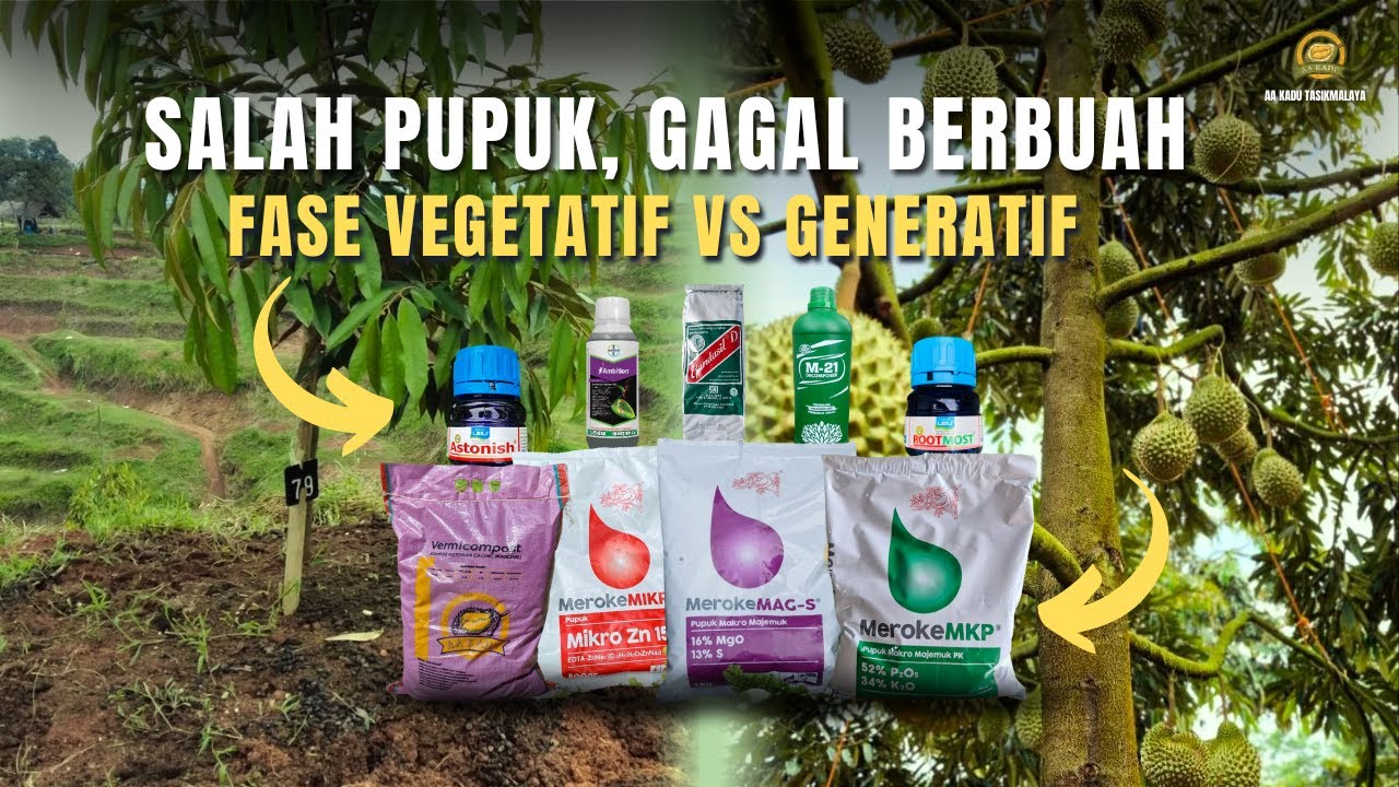 Rahasia Pemupukan Durian dari Fase Vegetatif Sampai Berbuah &ndash; Jangan Salah Langkah!
