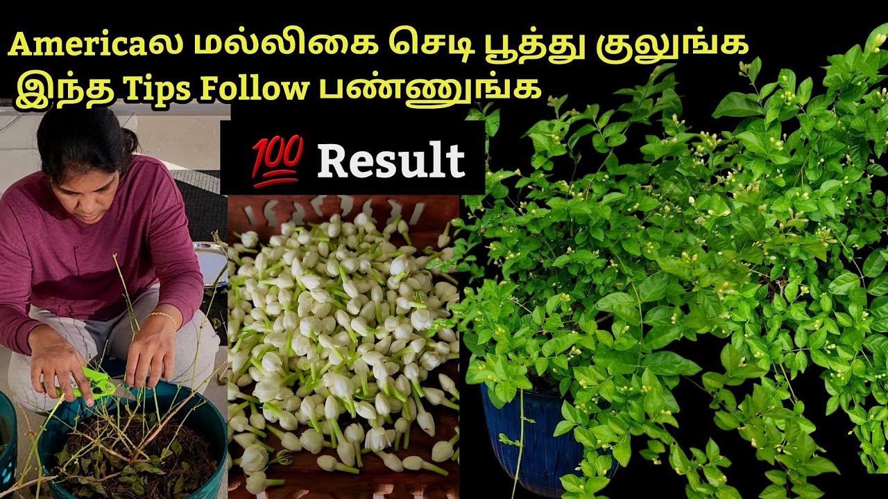 உங்க வீட்லயும் மல்லிகை பூ கொத்து கொத்தா பூக்கணுமா? இந்த Tips Follow பண்ணுங்க | 💯 Result #usa #diy