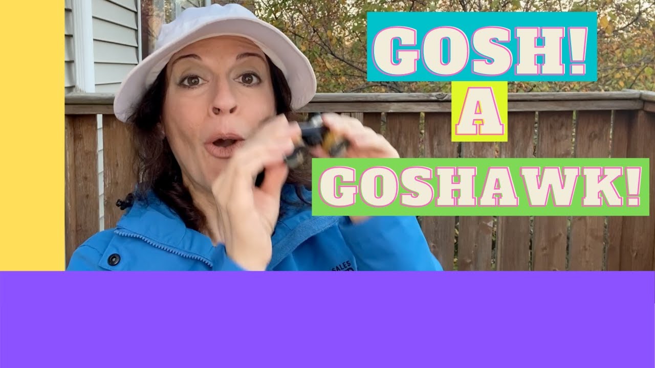 Secrets of the Northern Goshawk