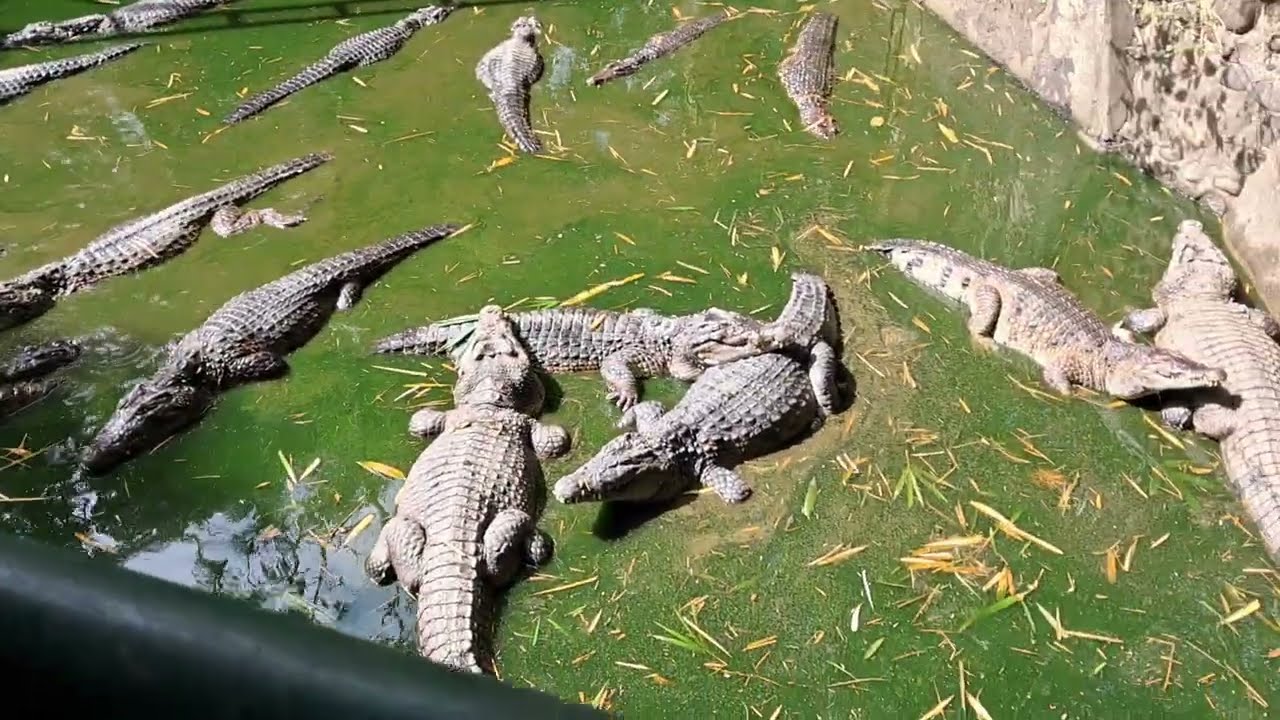 At Croco Loco, Zoobic Safari Adventure, Subic Bay