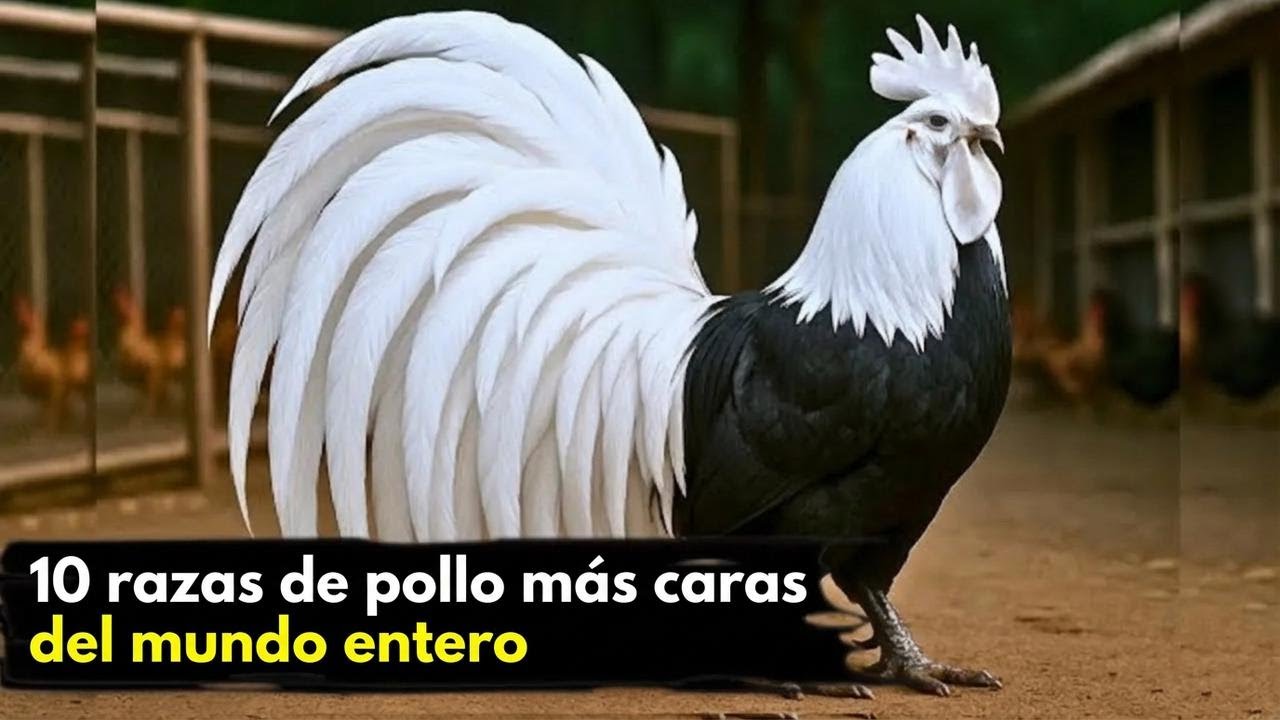 10 Razas de gallos más caras del mundo ¡Algunas cuestan más que una casa!