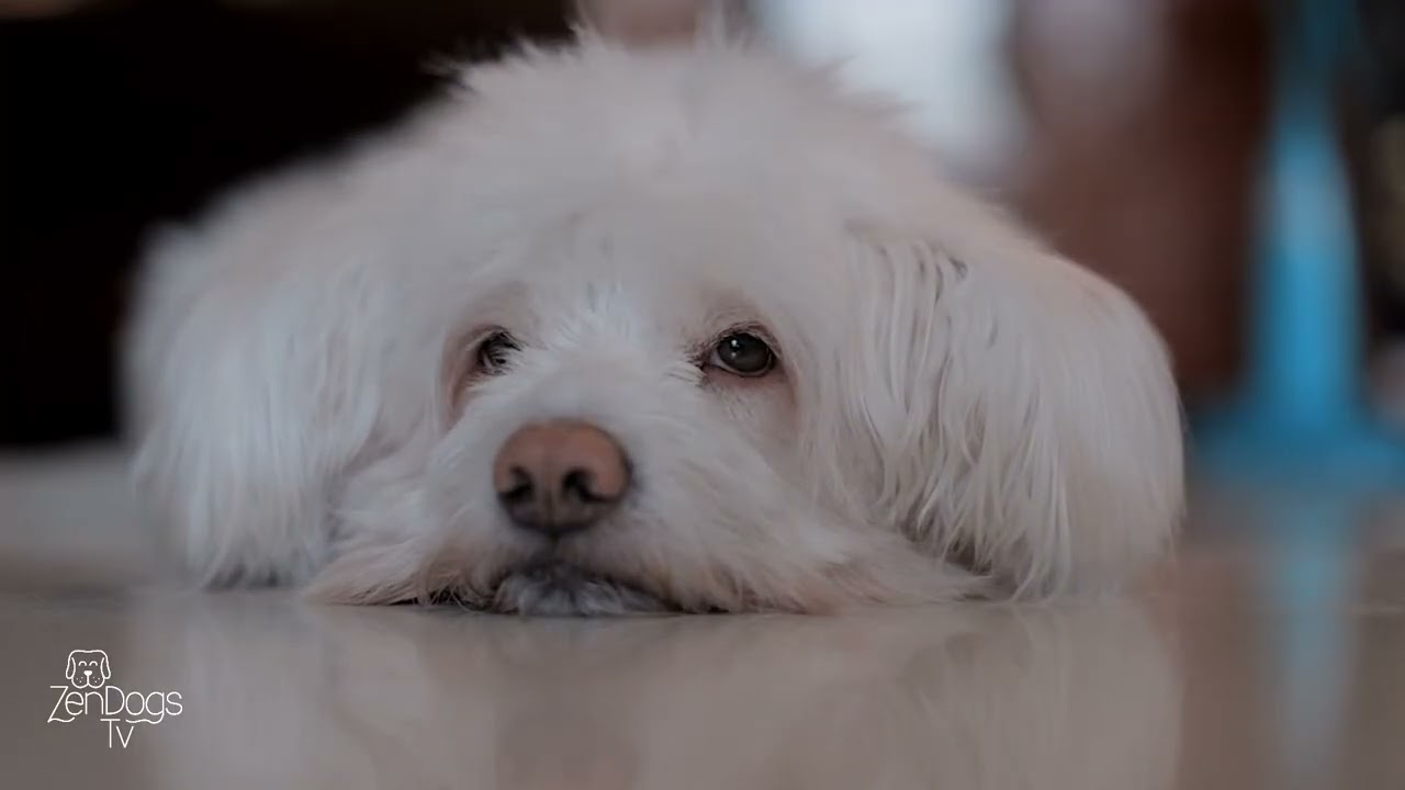 12 HOUR DOG TV 🐶 Soothing Sounds & Music | 12 Hour NO ADS