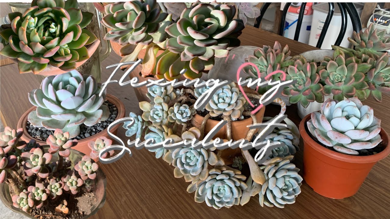 Flexing some of my succulents 