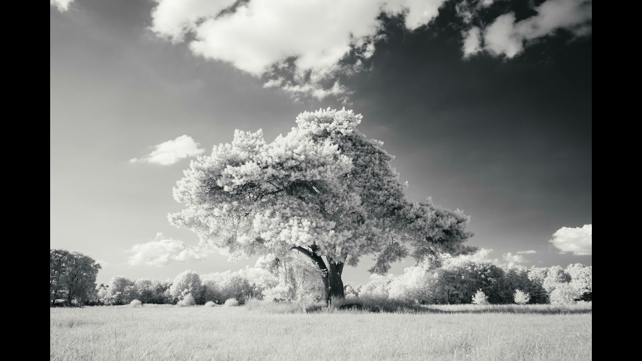 Infrared Timelapse of a nice pine
