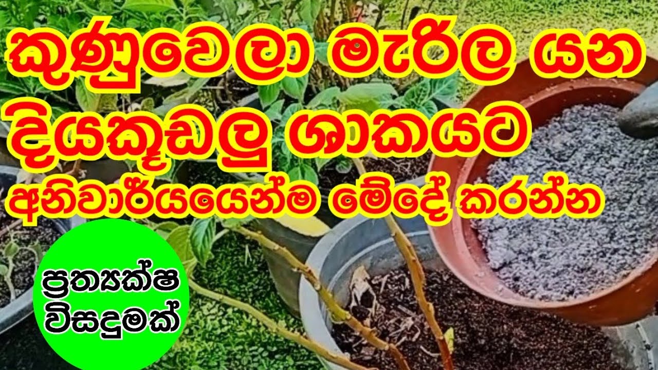 How to maintain impatiens 🌸🌼💮🌷🏵️#imapatiens #kudalu #kuudalu #howtogrow #garden #gardining #flowers