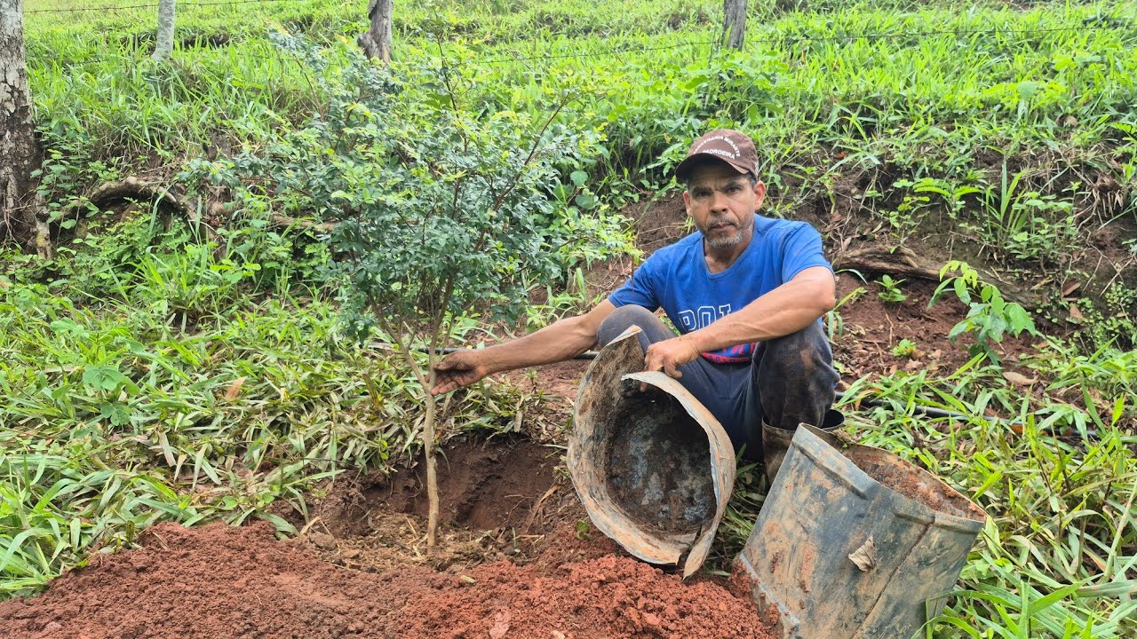 Plantando mudas de jabuticaba aproveitando a chuva 