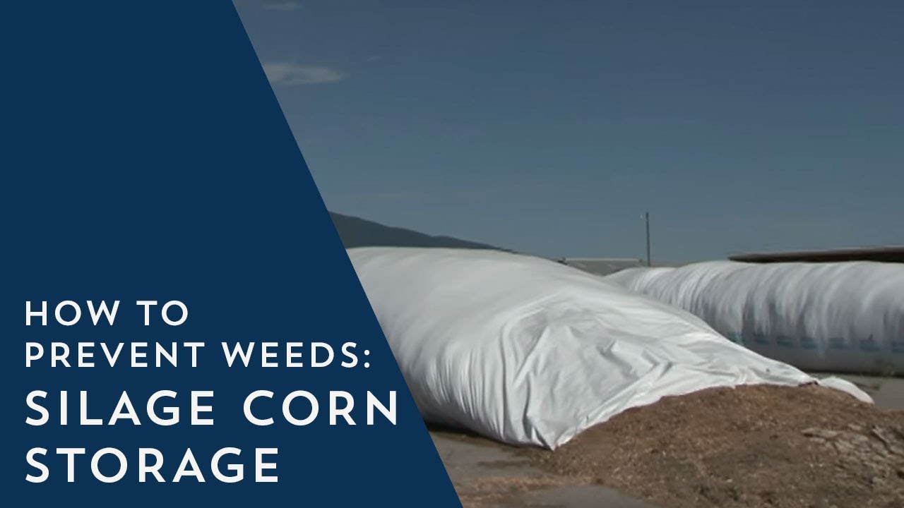 How to Prevent Weeds: Silage Corn Storage