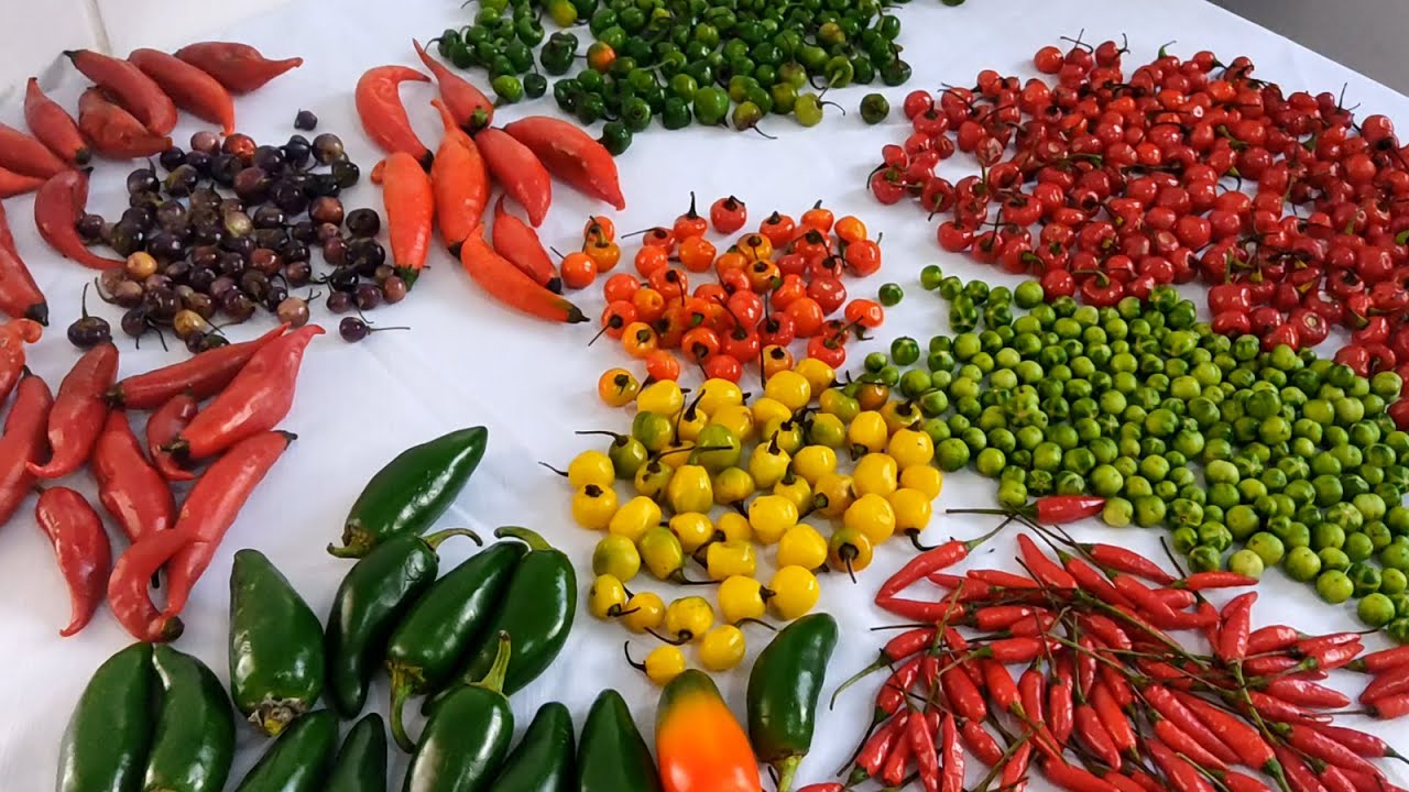 CONSERVA DE PIMENTA E JURUBEBA
