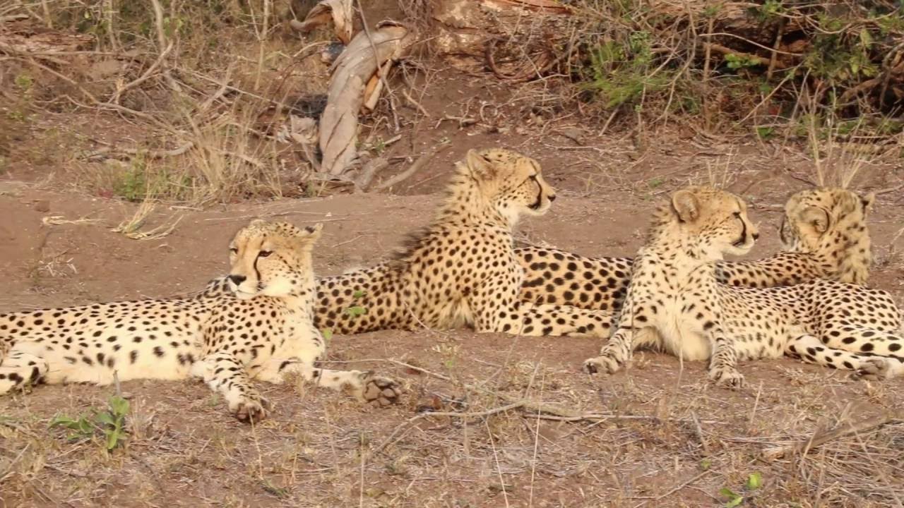 Cheetahs at Phinda