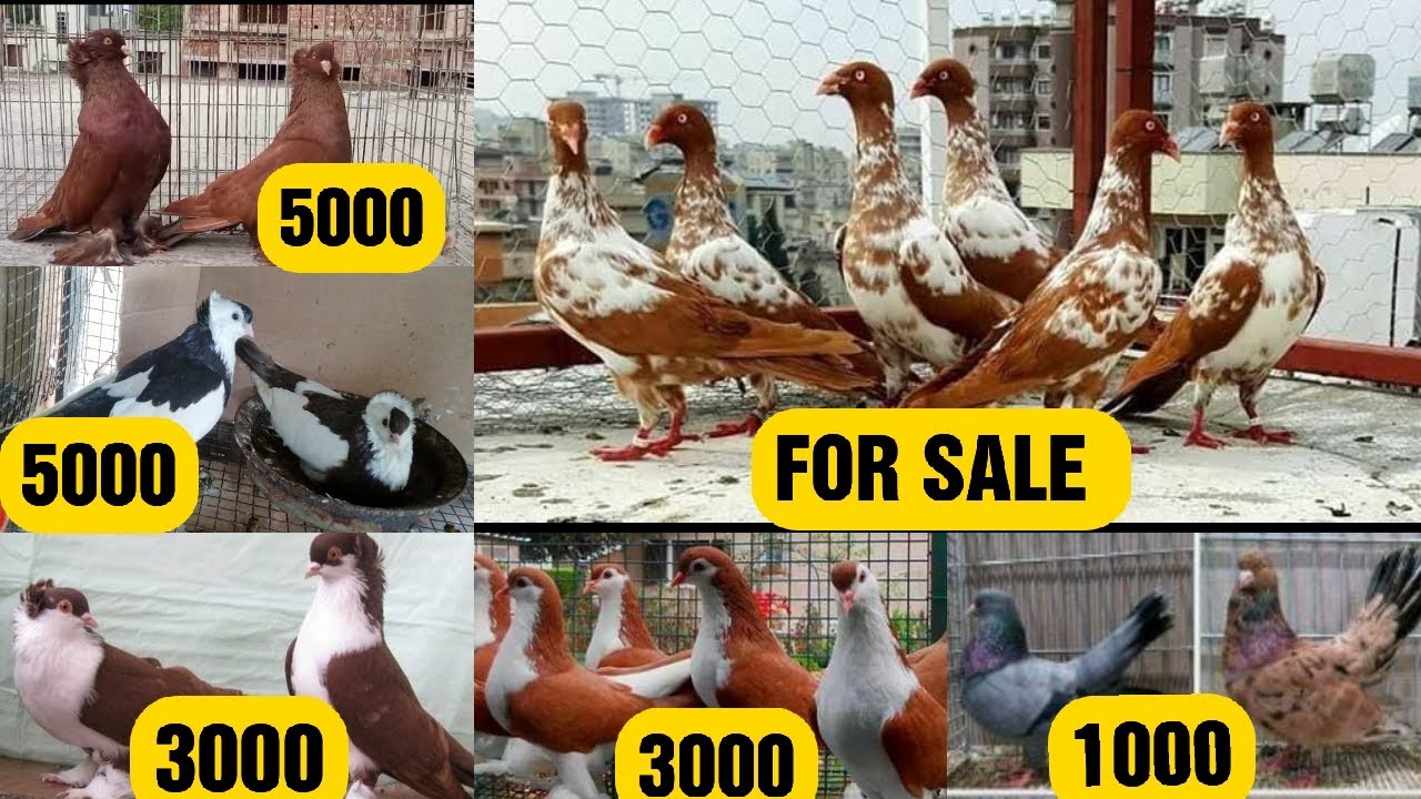 SURAT GUJARAT KE ||FANCY KABOOTAR KI FARMING MUKHI 🔥 FOR SALE 😍HUNGARIAN LUCKY PIGEON POUTER
