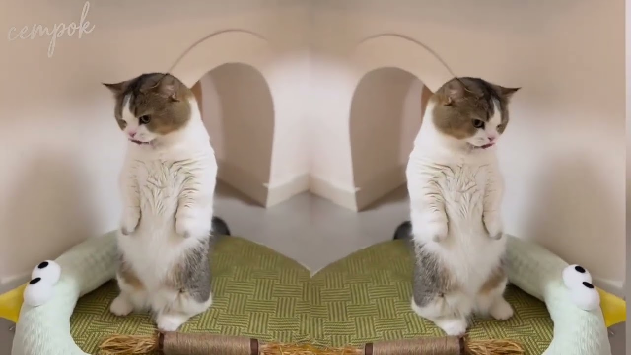 Funniest Cat Compilation That Will Make You Laugh!!!