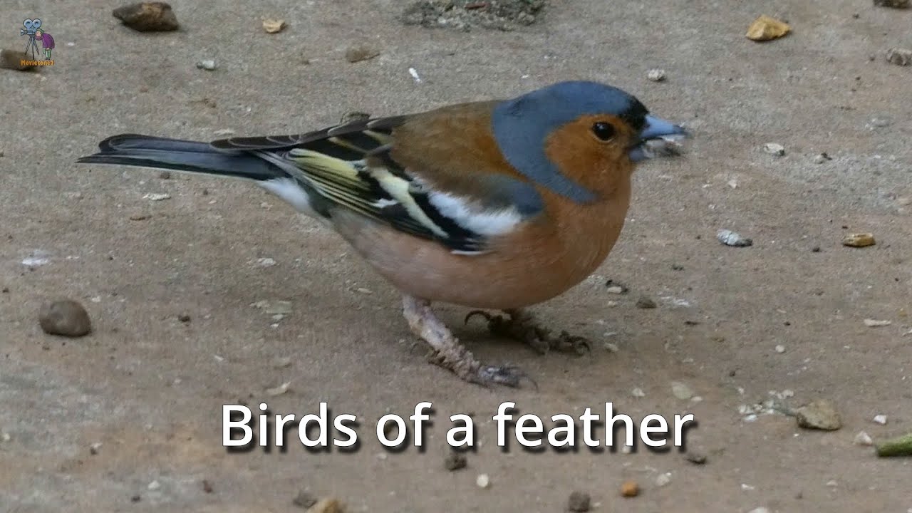 Beautiful Finches Feeding in the Norfolk Backyard