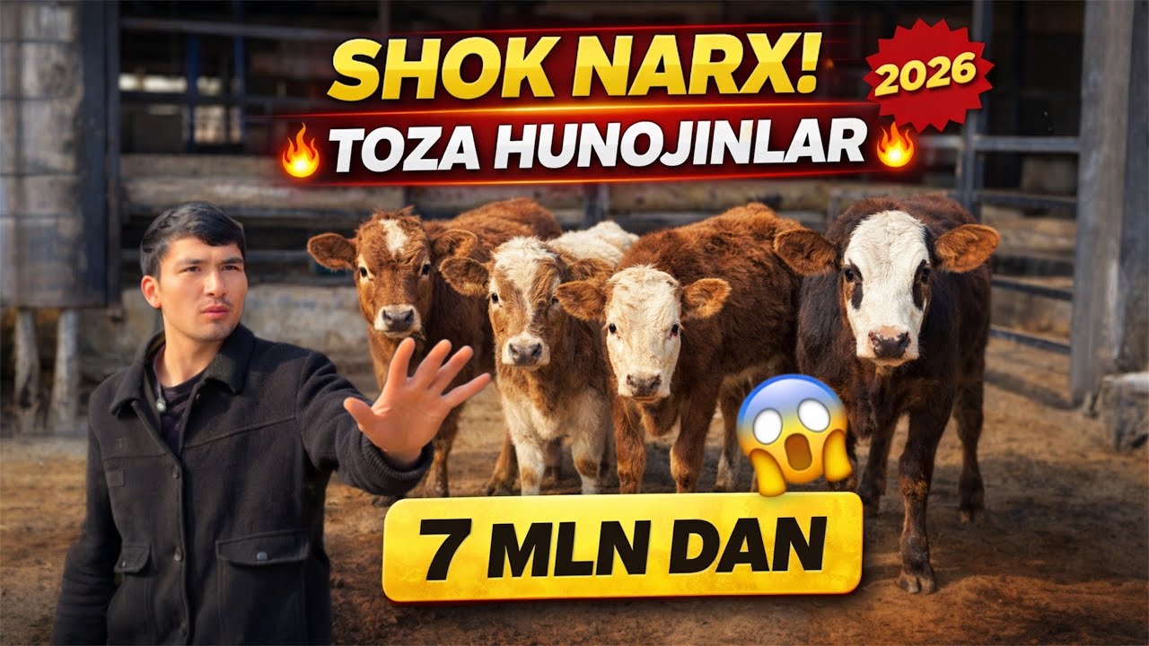 💥 ARZON NARXDA! 7 MLN DAN HUNOJINLAR VA SIFATLI YOSH BUQALAR!
