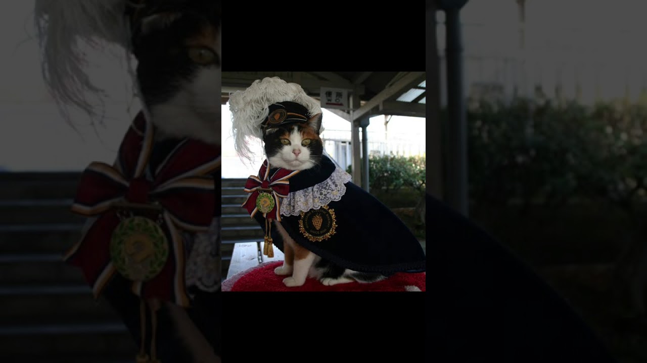 Tama the Japan's Station Master 🐱 #cat #catlovers #catvideos