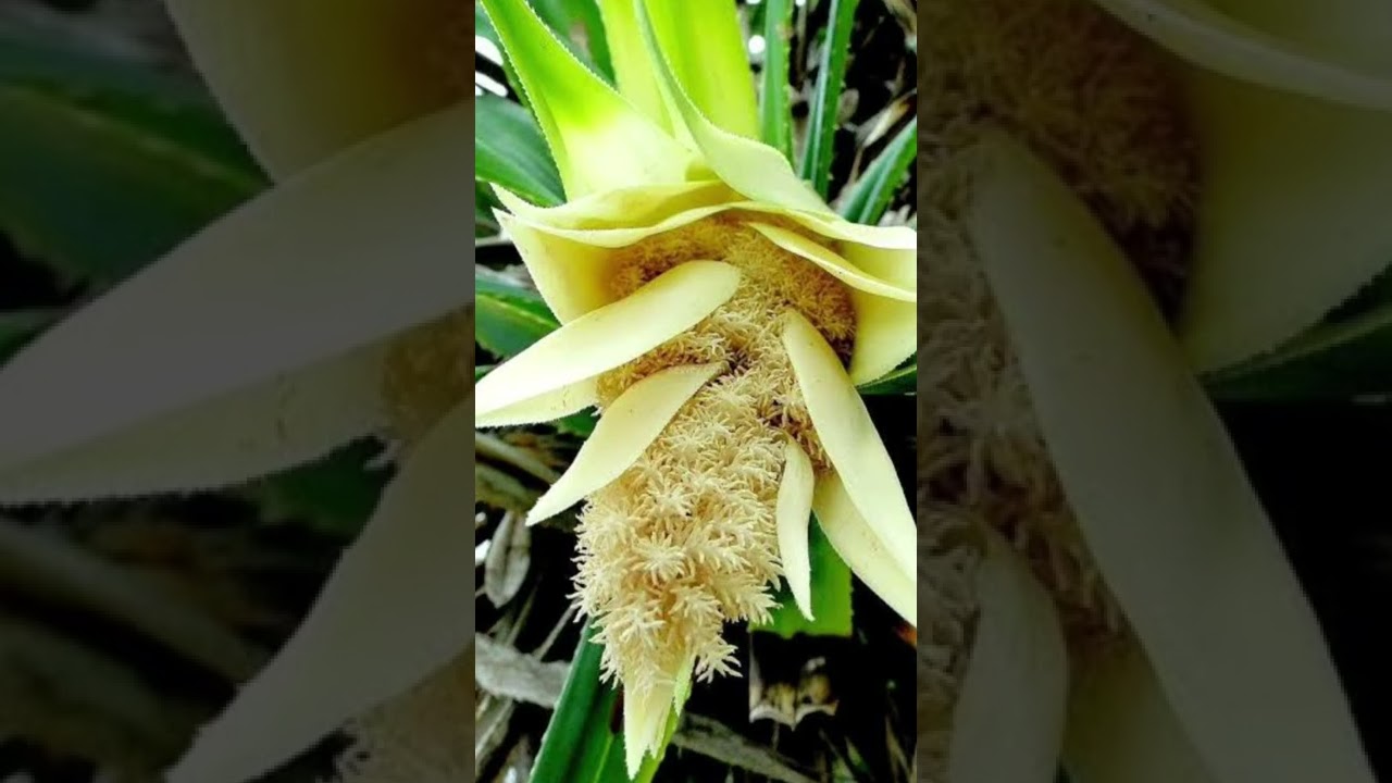 அழகான மலர்கள் 2 pannalla pannalla #song #cute #melody #shorts #shortvideo @JessyinUlagam