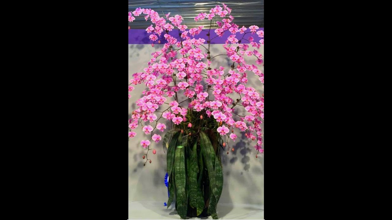 Фаленопсис Шиллериана Phalaenopsis schilleriana x sib - делюсь своими впечатлениями и опытом в уходе