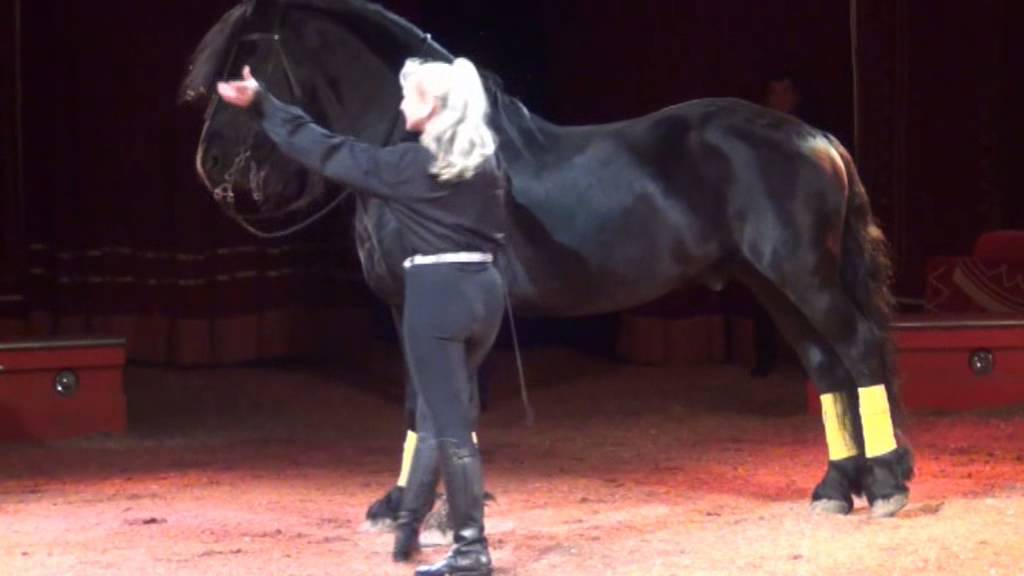 Alta scuola e cavallo in libertà
