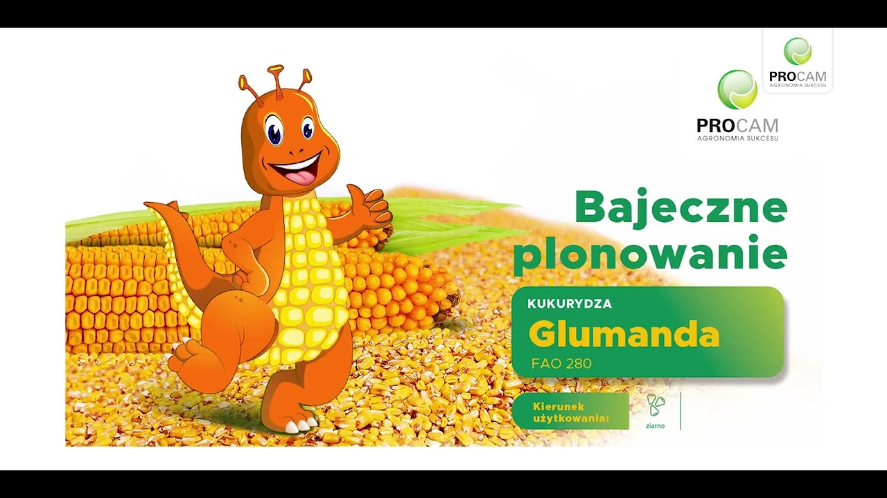 Glumanda FAO 280 &ndash; kukurydza PROCAM