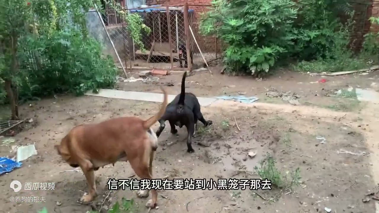 加纳利犬小黑数次遇险不自知，主人三声吆喝救它于水火