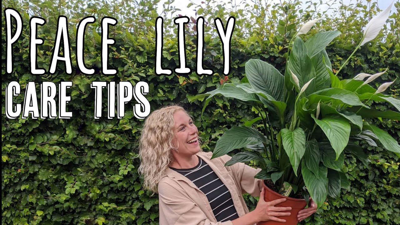 Before You Buy a Peace Lily, WATCH THIS!