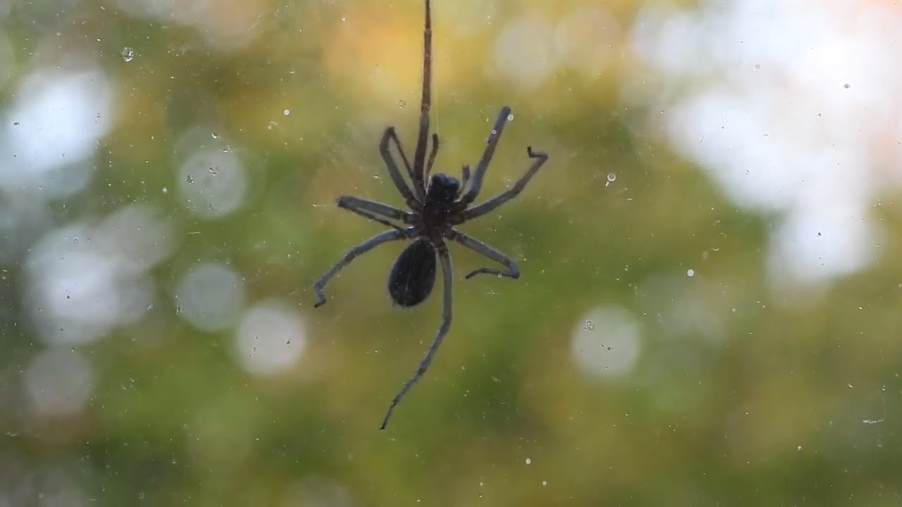 grosse hauswinkelspinne - 