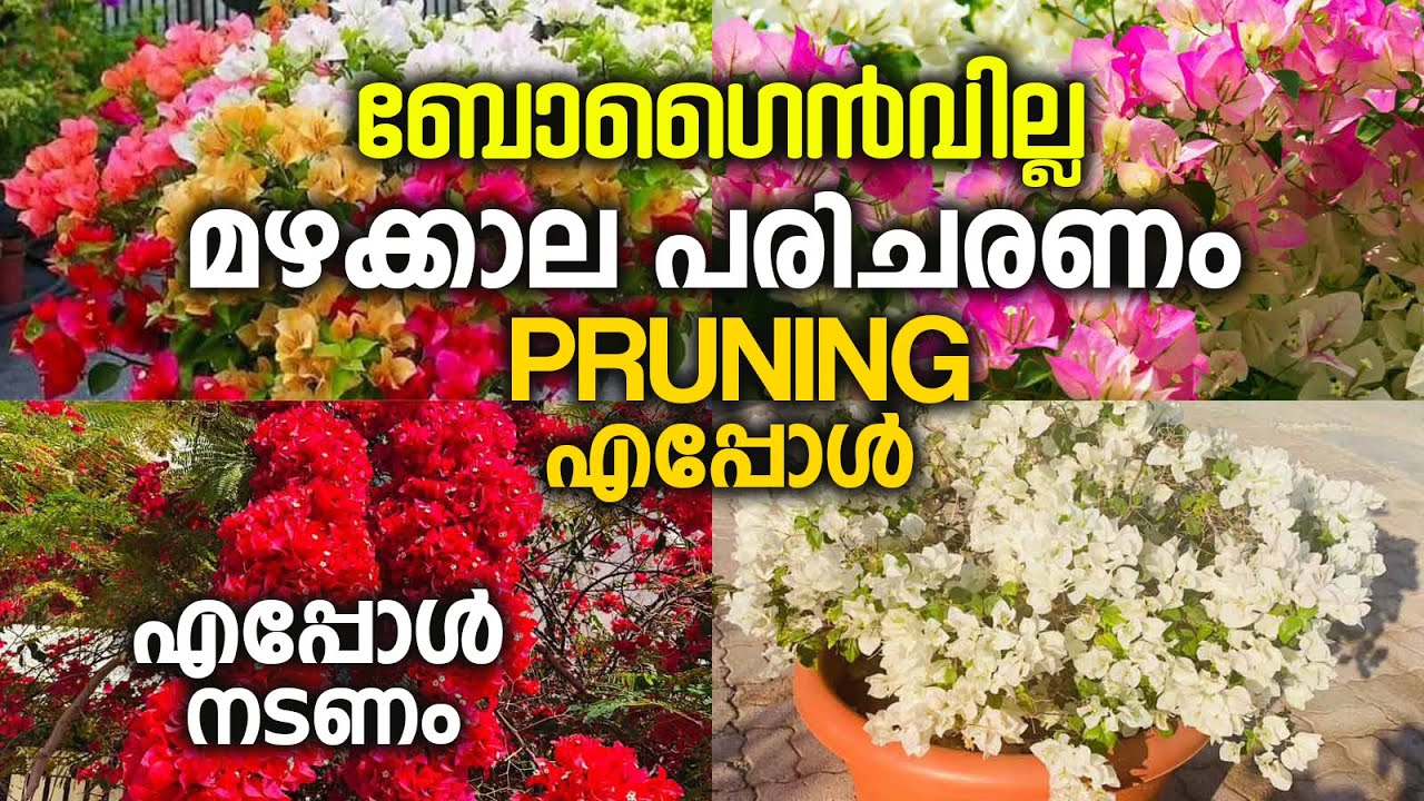ബോഗൈൻവില്ല/കടലാസ് ചെടി മഴക്കാല പരിചരണം|How to care Bougainvillea in rainy season