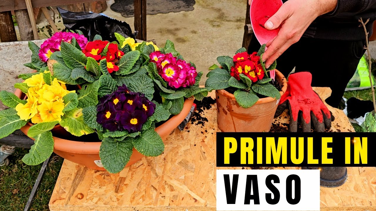 Primula In Vaso - Come e quando piantare e coltivare le primule