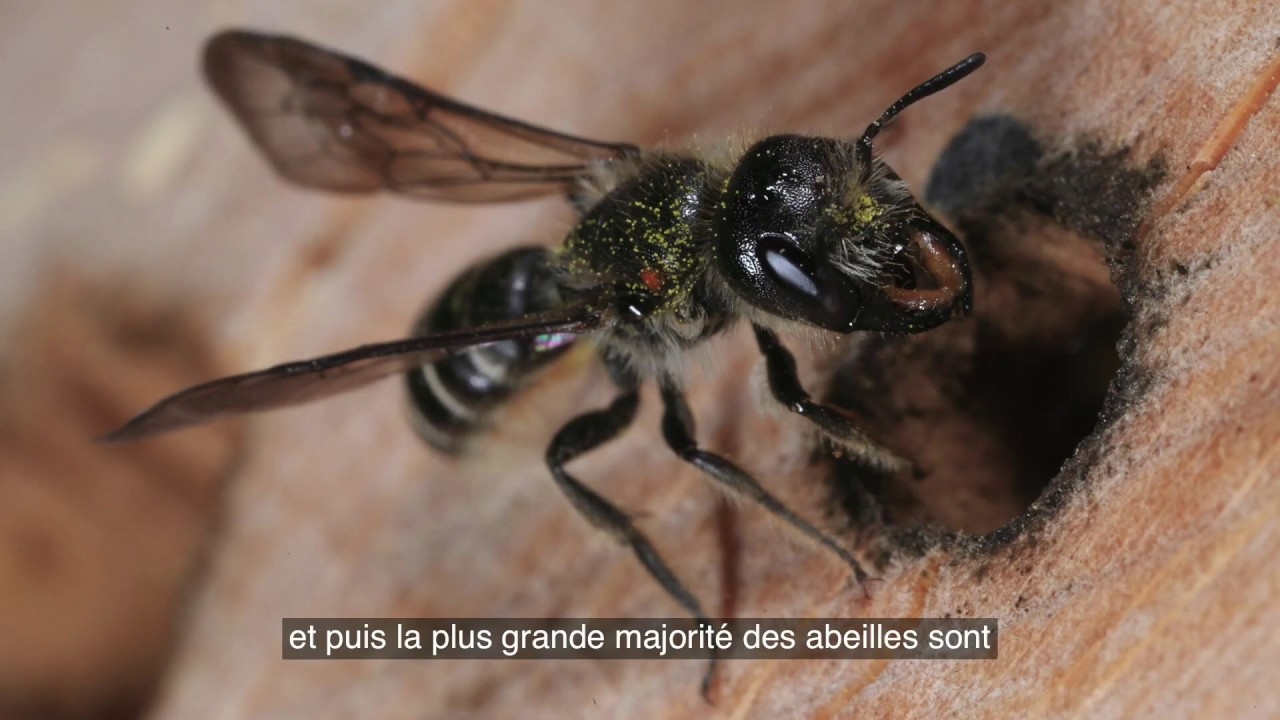 LES ABEILLES MELLIFÈRES, LES ABEILLES SOLITAIRES ET SAUVAGES.