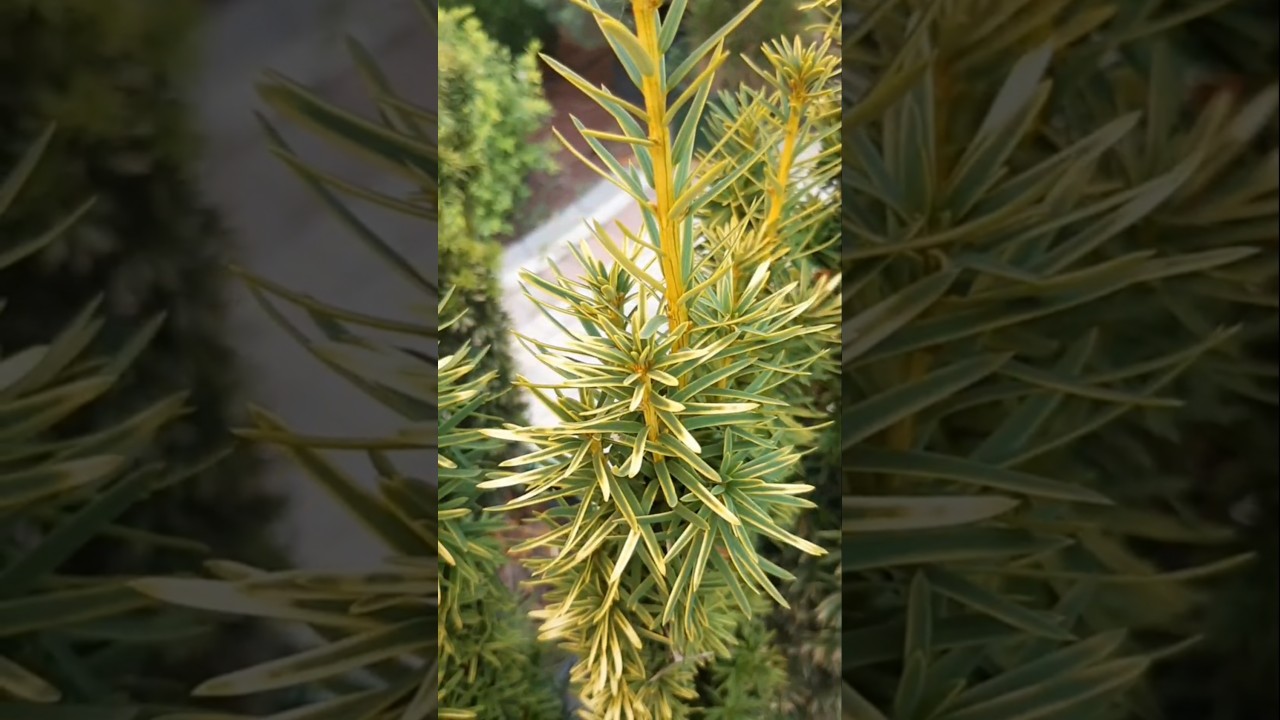 🌲Тис Давид | Telegram:  