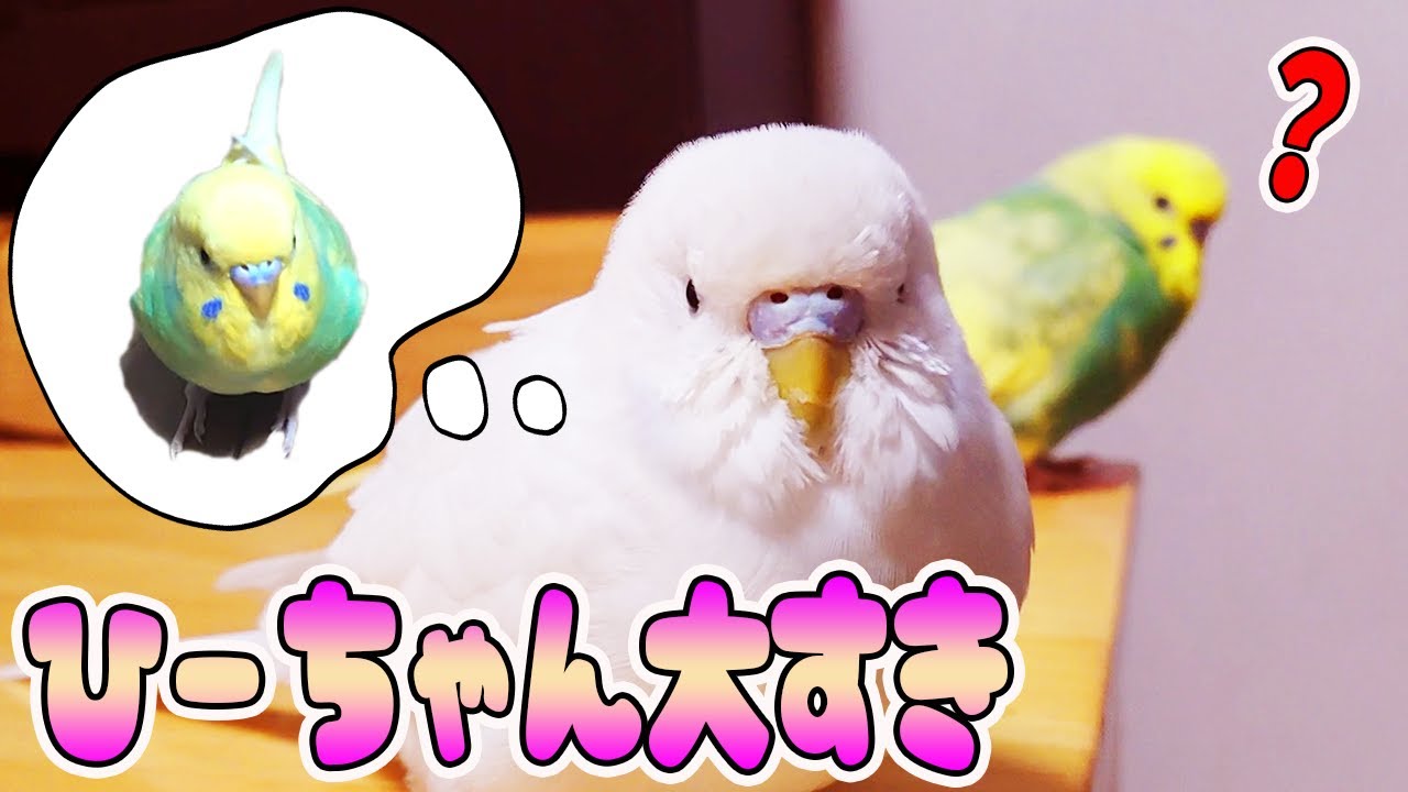 ひーちゃんの、いつも隣にいたいんだよ