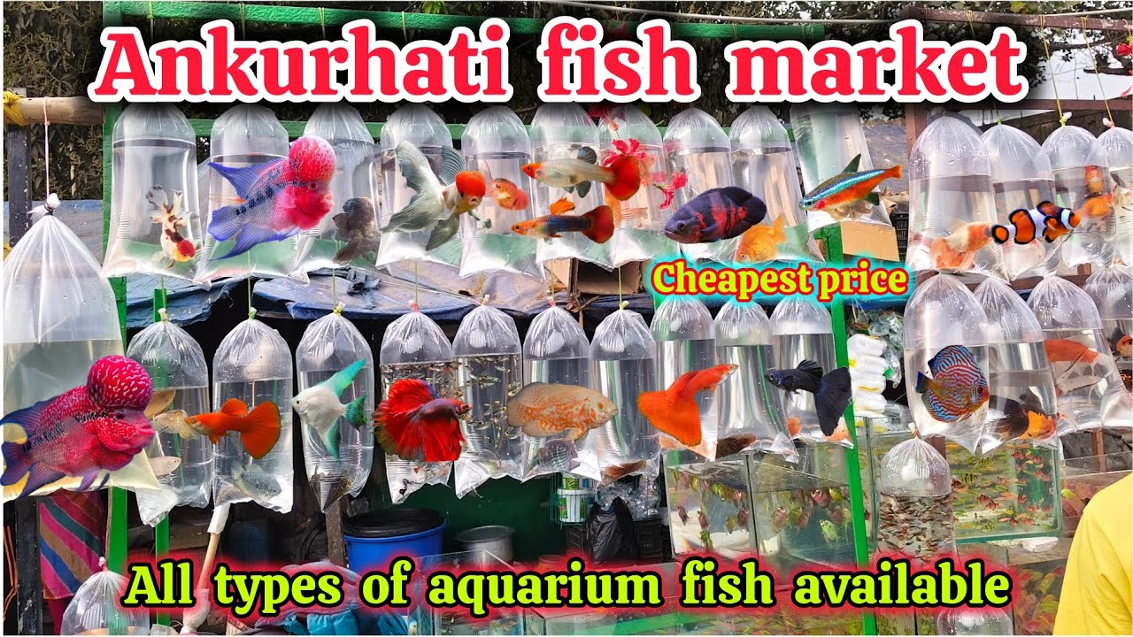 Ankurhati fish market,পশ্চিমবঙ্গের সব থেকে বড়ো পাইকারী রঙিন মাছের হাট, recent video 📸 Exotic fish 🐠