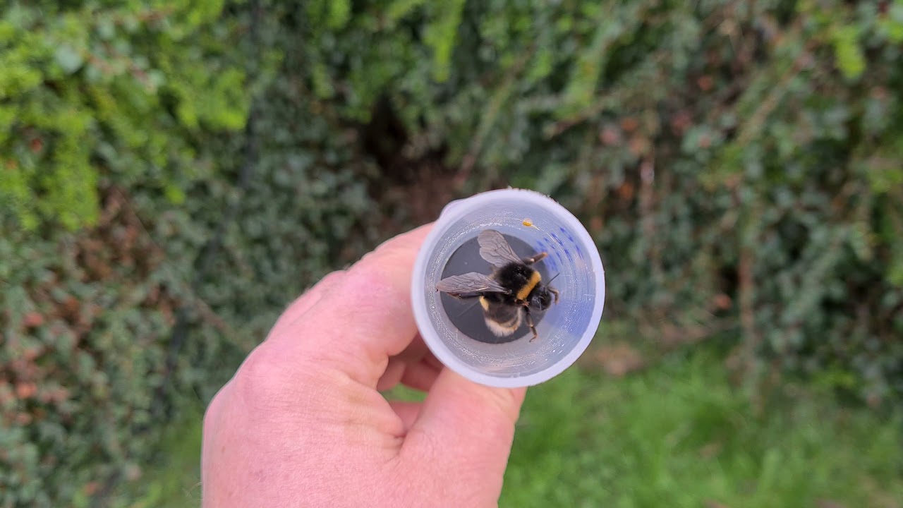 Čmel&aacute;k zemn&iacute; (Bombus terrestris) - O. Hercog (14/4/2021, Praha)
