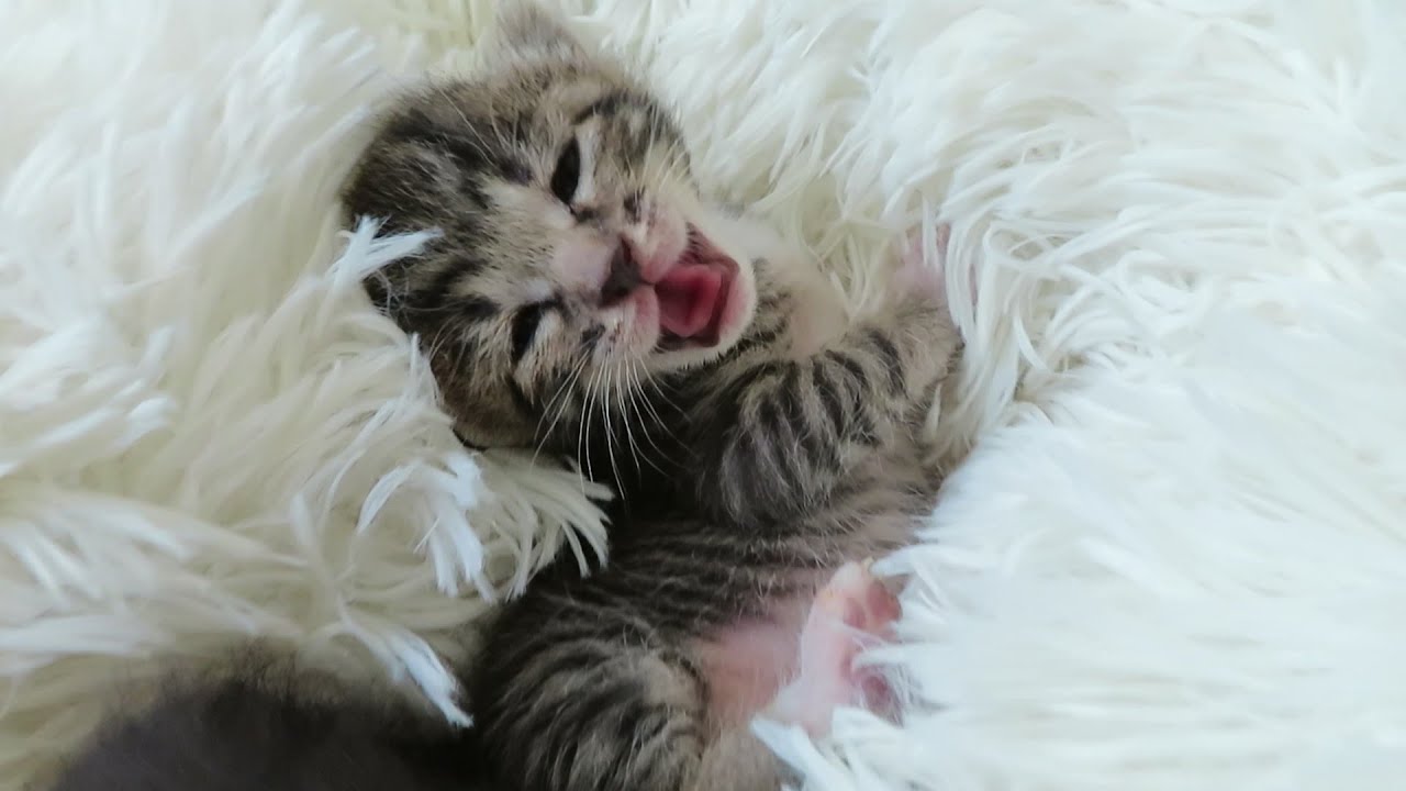 ミルク待ちきれずに大騒ぎの子猫と、飲んだ後まったりしている子猫【ご乱心】