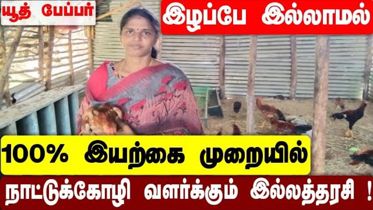 இழப்பே  இல்லாமல் 100% இயற்கை  முறையில் நாட்டு  கோழி  வளர்க்கும் இல்லத்தரசி     country chicken