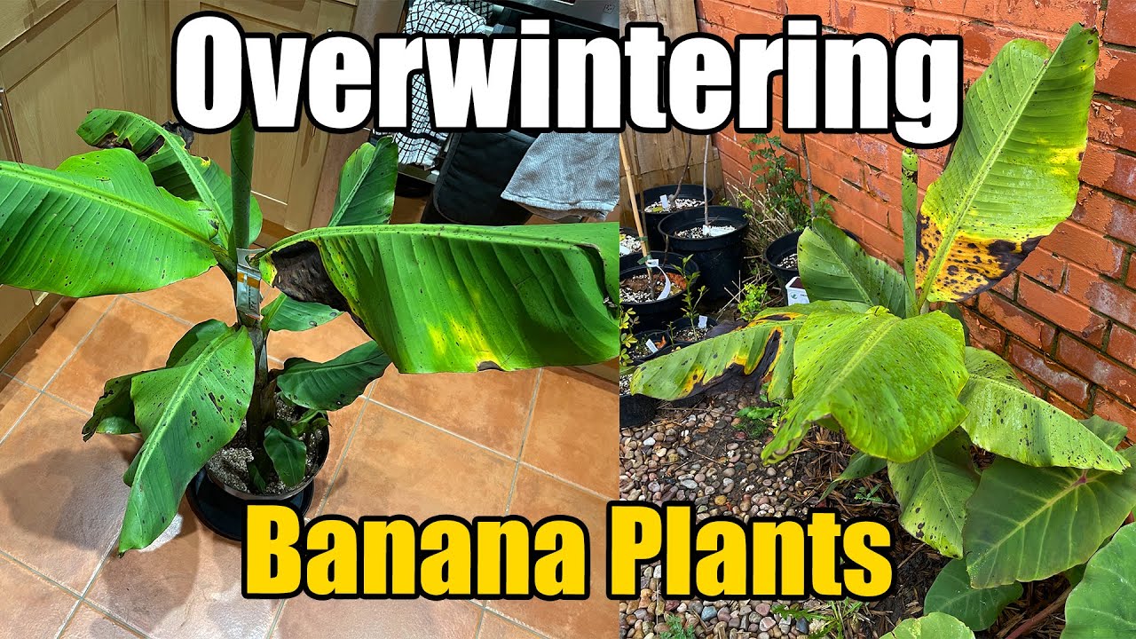 Overwintering My Rajapuri (Raja Puri) Banana Plant - Late November 2022