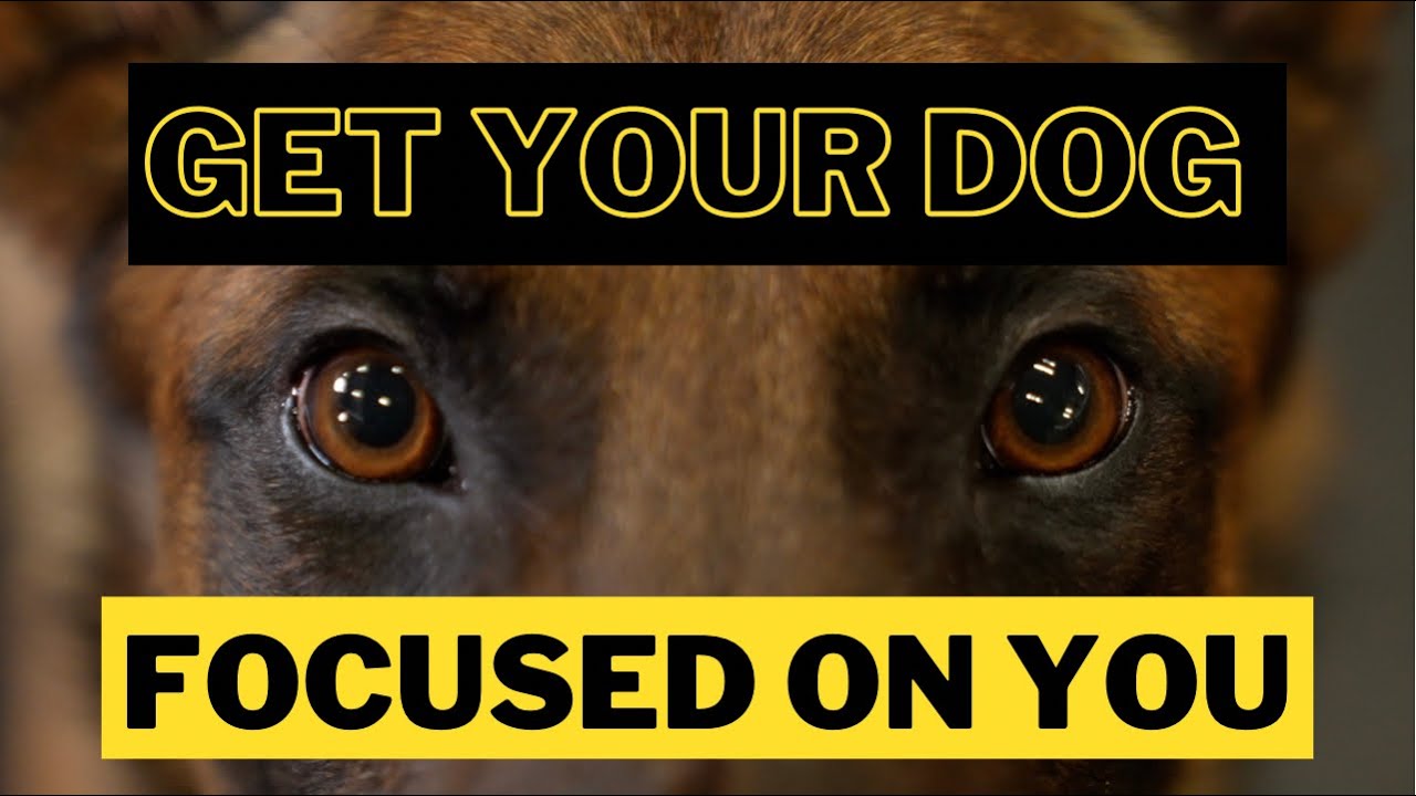 Building ENGAGEMENT With Your Dog With Food🍖