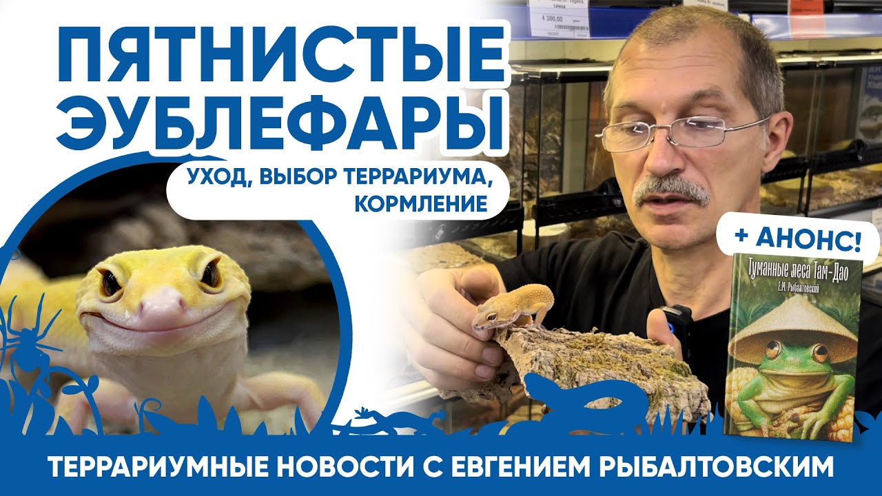 Террариумные новости с Евгением Рыбалтовским (27.07.2023). Пятнистые эублефары. Ответы на вопросы.