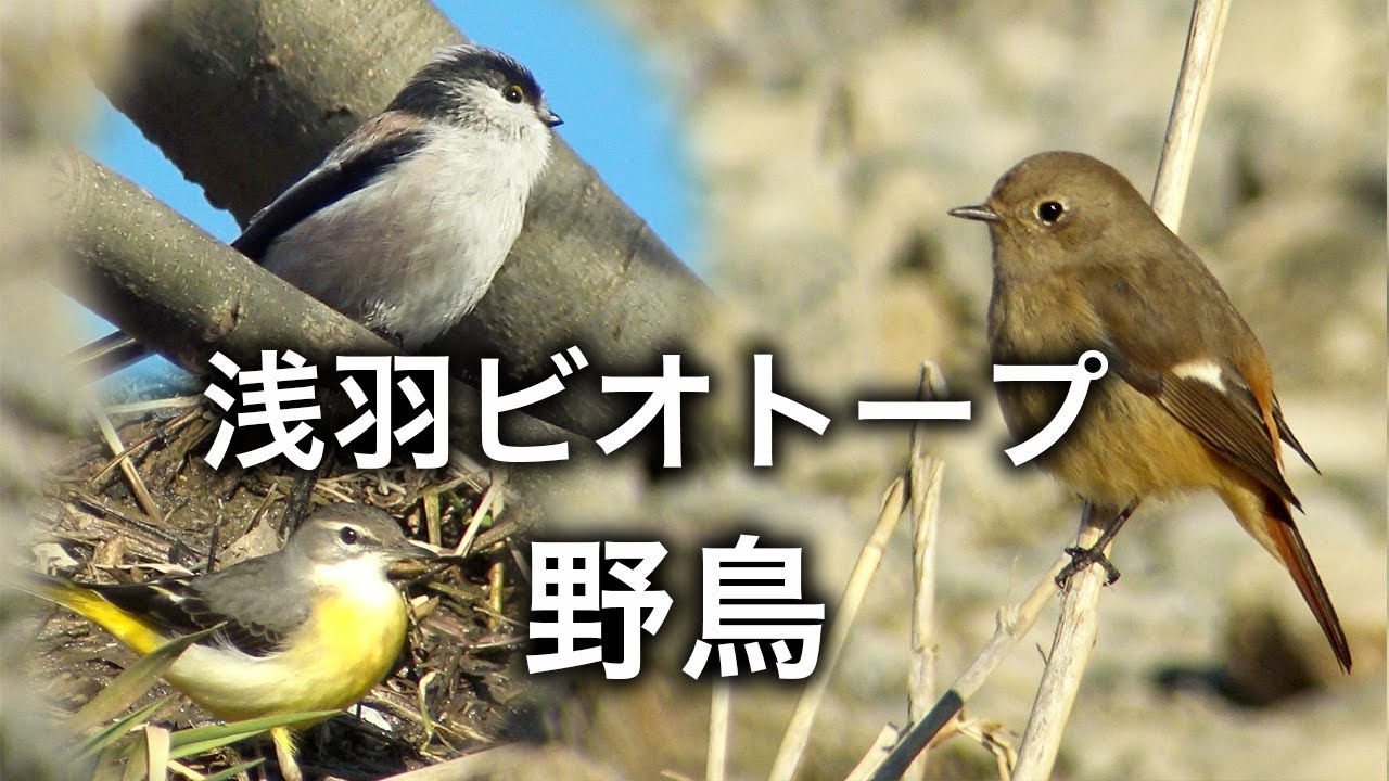 野鳥撮影・ 野鳥観察、浅羽ビオトープで出会った野鳥/浅羽ビオトープ・バードウォッチング・1月 /4K