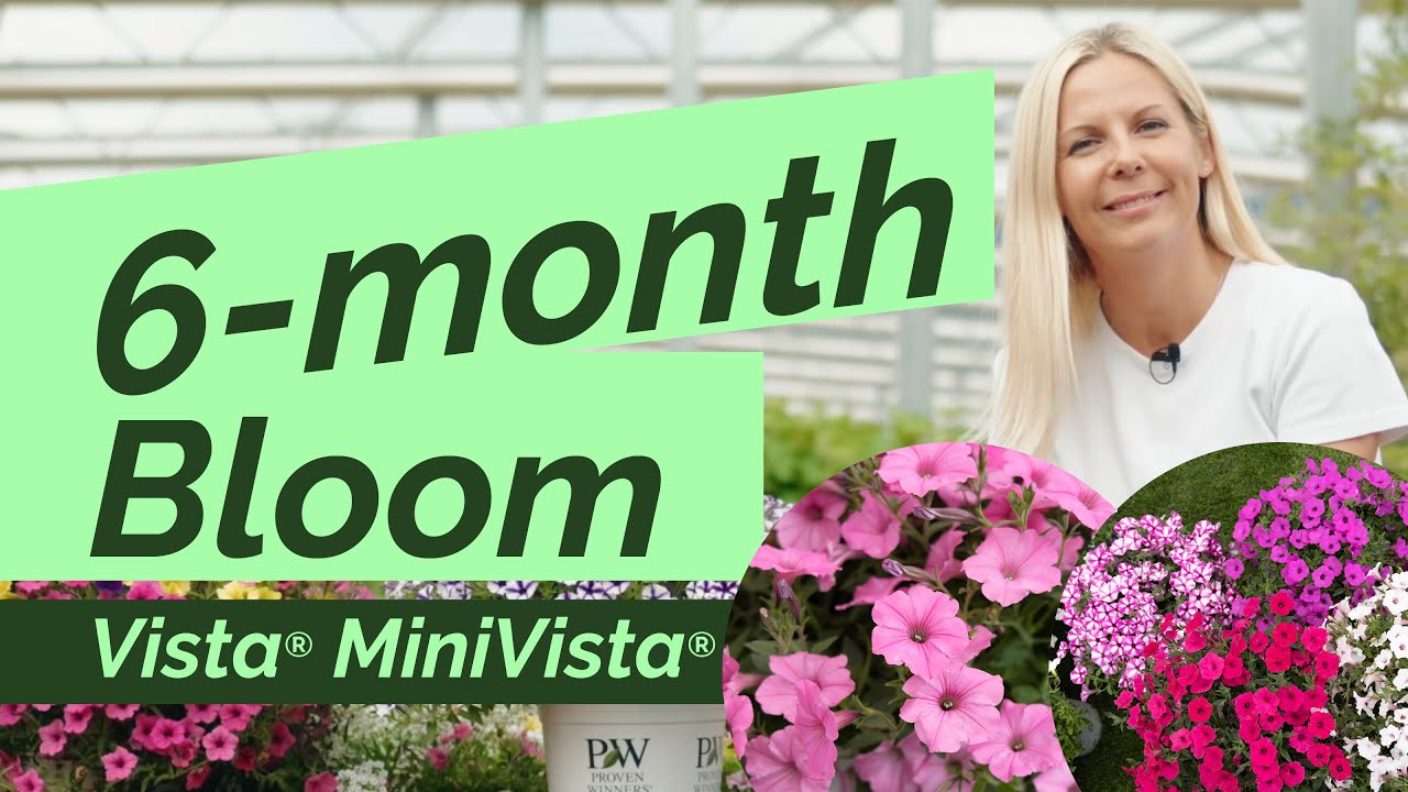 6 Months of Colour – Vista® & MiniVista®