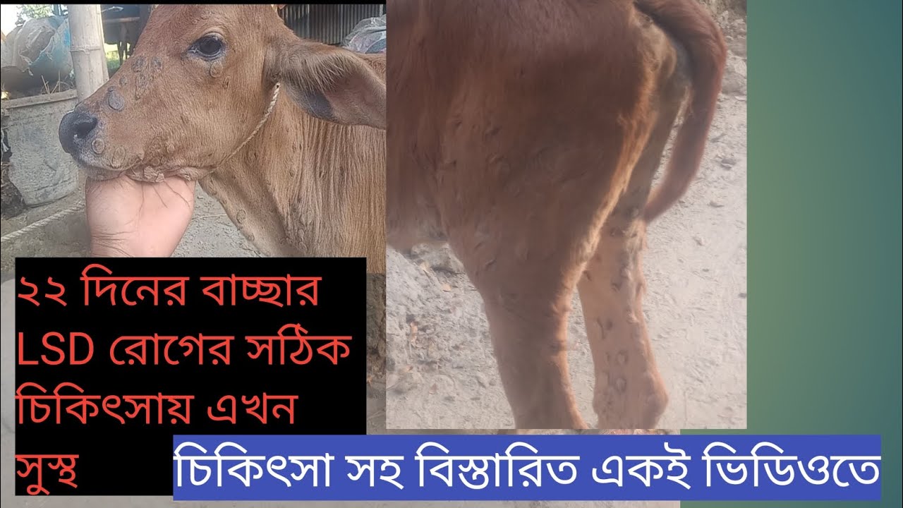 আমার চিকিৎসায় ২২ দিনের বাছুরটি LSD থেকে সুস্থ হয়েছে। আলহামদুলিল্লাহ