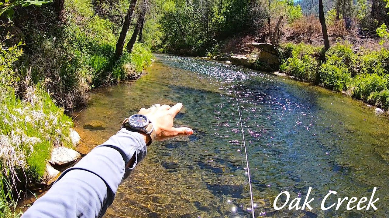 Oak Creek Canyon - Wild Brown Trout (Sedona, AZ)