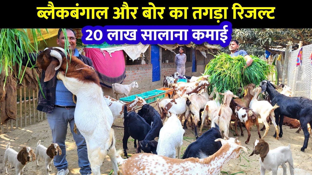 सीतामढ़ी के लाल का बकरी पालन में कमाल | boer cross black bengal farming | cross breed goat farming