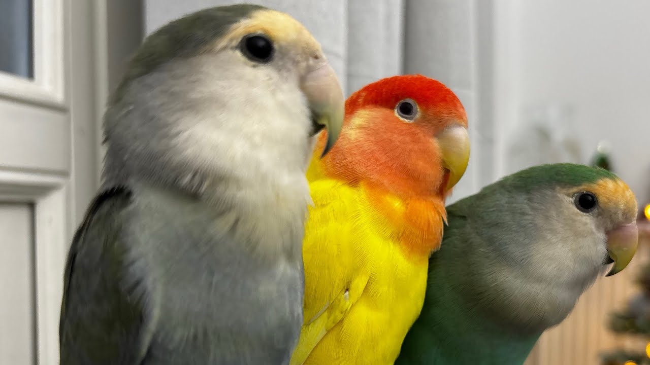 AGAPORNIS | LOVEBIRDS MALE AND FEMALES | INSEPARABLE |Cockatiel Singing training | Funny Cockatiel 