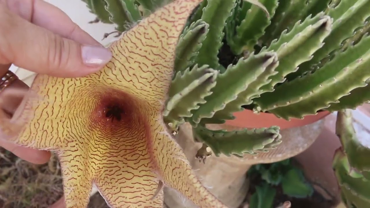 Stapelia, flores en forma de estrella de mar. liclonny