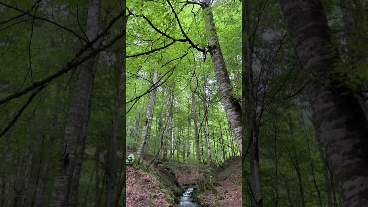 Şu yemyeşil doğa i&ccedil;inde ne dert kalır ne de keder&hellip; #bolu #yedig&ouml;ller #m&uuml;hendiskamp&ccedil;ılar