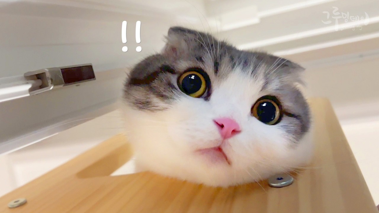 Мой кот получил рану на морде.. Неотложная помощь!