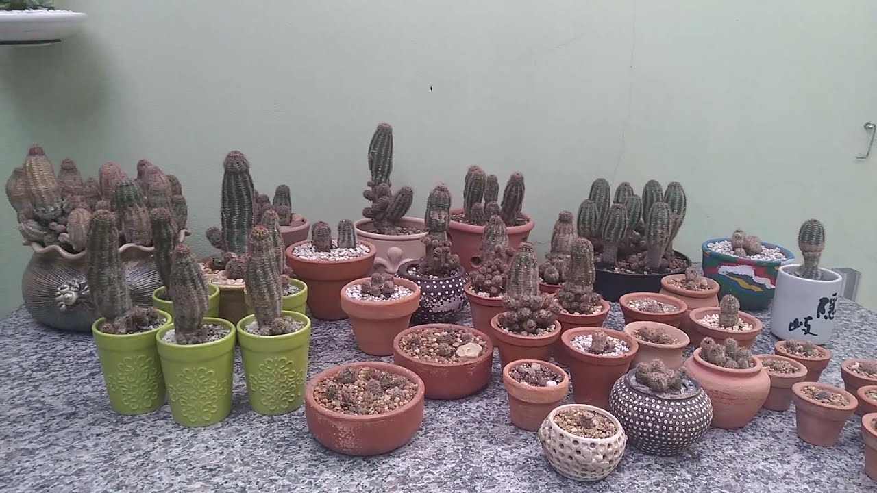Cole&ccedil;&atilde;o de Cactus: Sthefanocereus. sp | Meu canal de plantas @Juracy Ribeiro