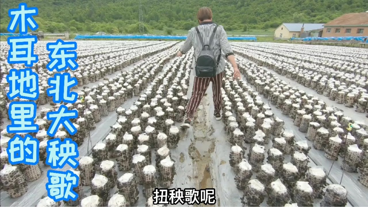 杨妈妈跑到朋友家的木耳地扭起了大秧歌，延边木耳又黑又厚真是好