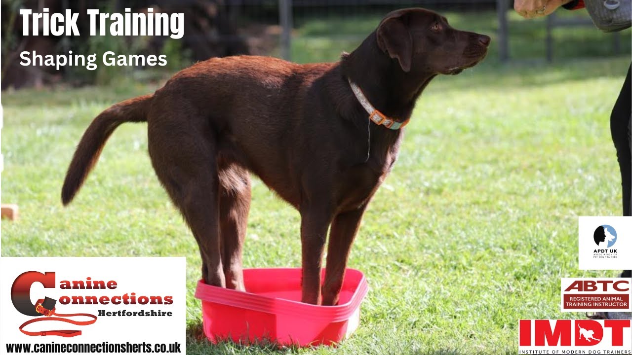 Introducing shaping games to your dog