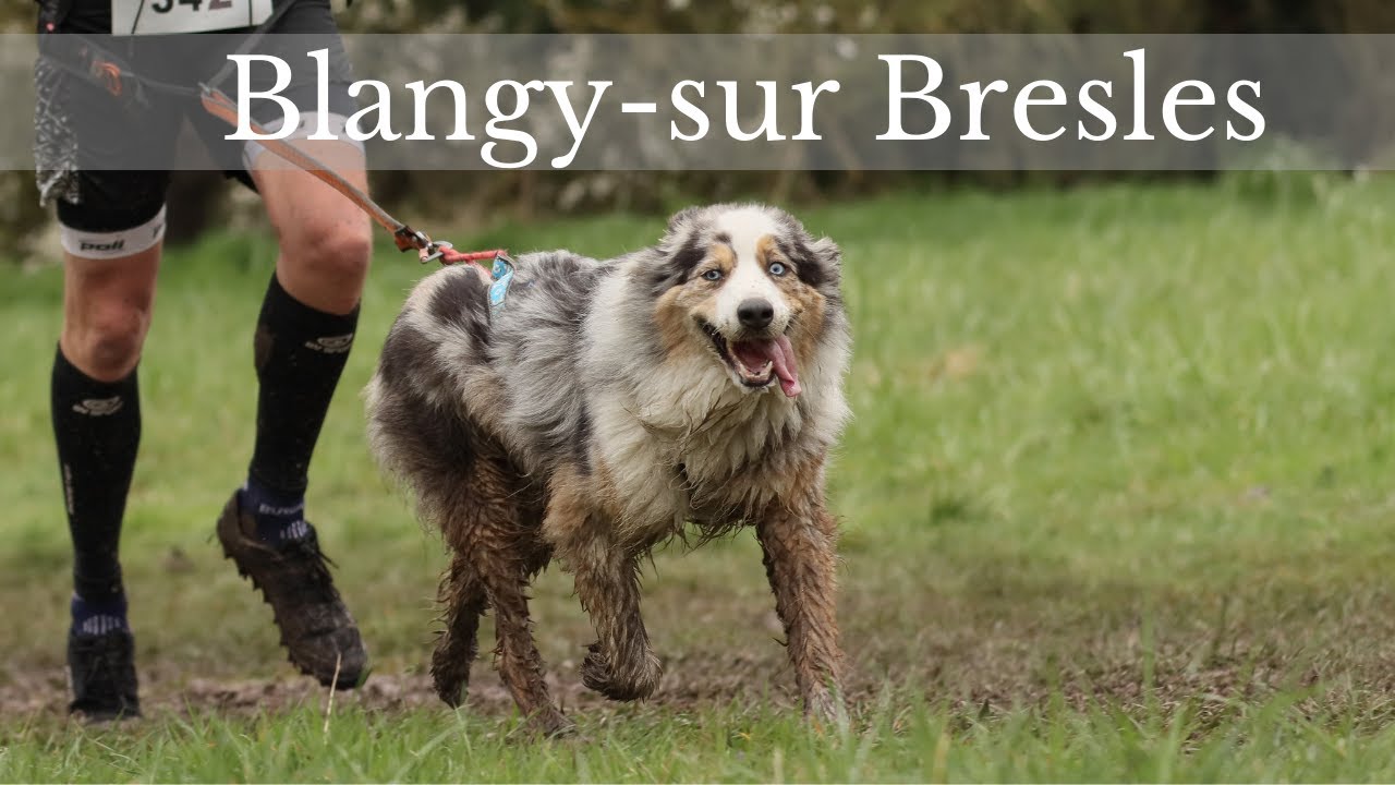 7ème Canicross de Blangy su Bresle - Canicross #chien #competition #canicross #sports